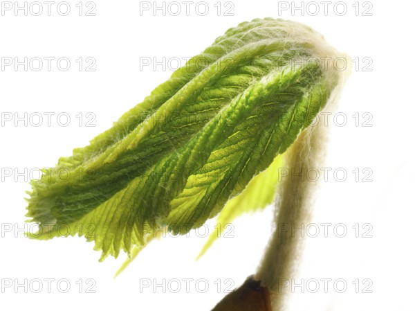 Chestnut, common horse-chestnut (Aesculus hippocastanum), young leaf, macro photograph