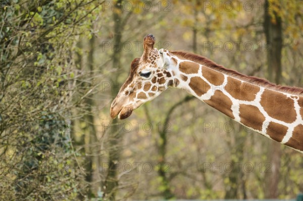 Reticulated giraffe (Giraffa camelopardalis reticulata), portrait, Germany, Europ, Europe