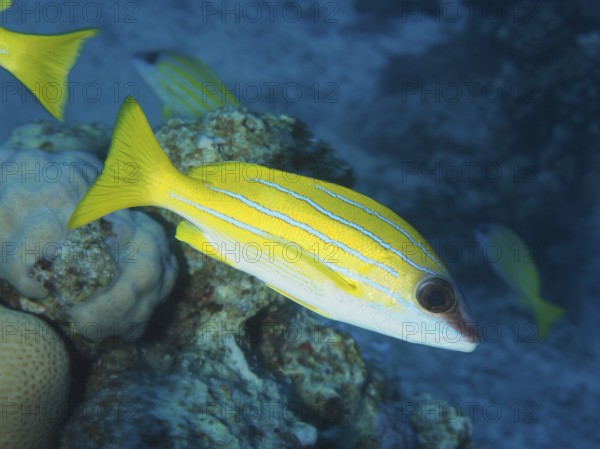 Bluestripe snapper (Lutjanus kasmira), Abu Fendera dive site, Red Sea, Egypt, Africa