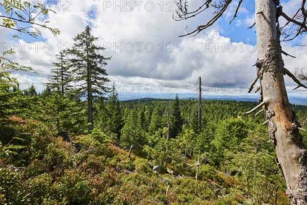Vegetation with Norway spruce (Picea abies) and colored European blueberry (Vaccinium myrtillus) on