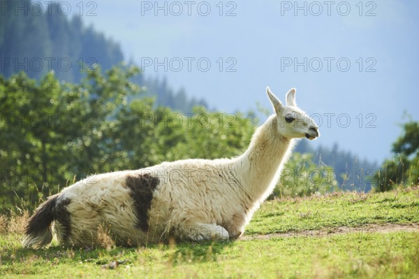 Llama (Lama glama) lying on a meadow in the mountains in tirol, Kitzbühel, Wildpark Aurach,