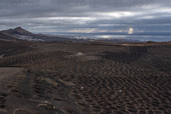 Grapevines growing in black volcanic soil in protected enclosed pits, La Geria, Lanzarote, Canary
