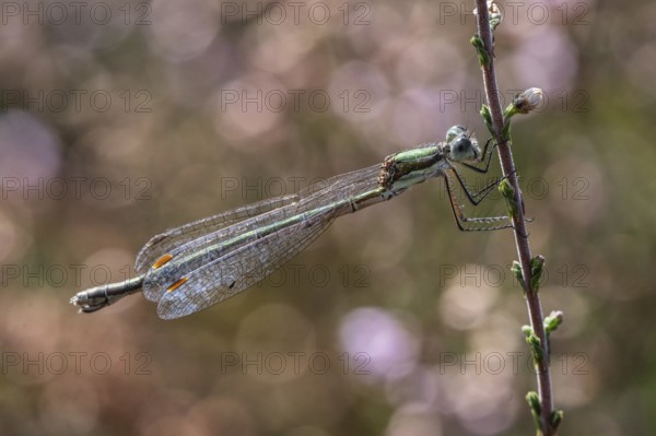 Emerald Damselfly (Lestes viridis), Emsland, Lower Saxony, Germany, Europe