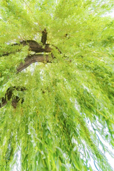 Willow tree with drooping green leaves and blue sky, Böblingen, Germany, Europe