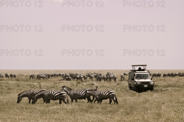 Tourists watching migration of zebras (Equus burchelli) and blue wildebeests (Connochaetes