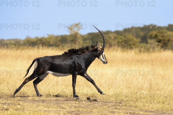 Sable Antelope (Hippotragus niger) running in the African savanna. Side view of the wild animal