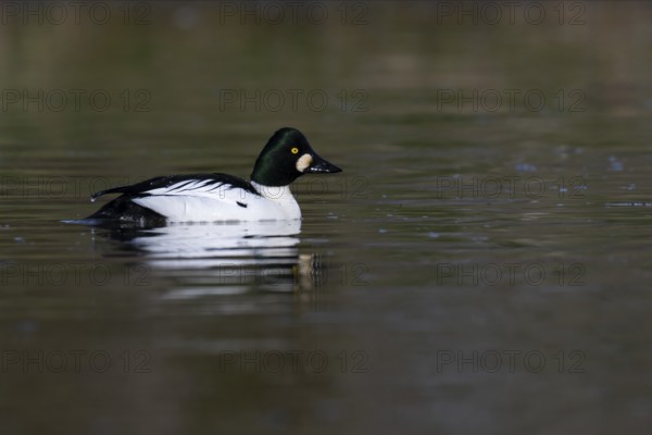 Common goldeneye (Bucephala clangula), Sweden, Europe