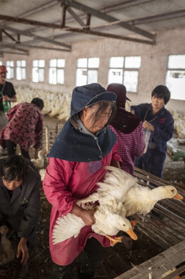 Ducks being vaccinated at the duck breeding centre Jiang Su Xiang Gui Breeding Co. Ltd, Xiang Shui