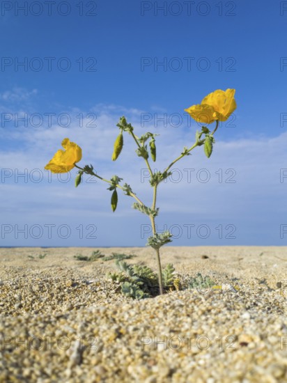 Solitary yellow flower in the middle of a dry, sandy landscape under a clear blue sky, yellow