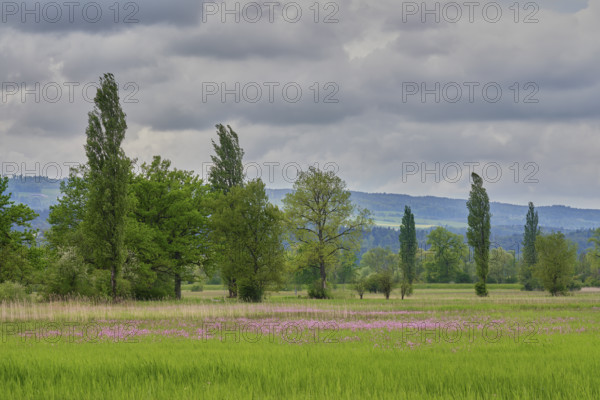 Field of flowering cuckooflower (Silene flos-cuculi), Reussspitz nature reserve, Canton Zug,