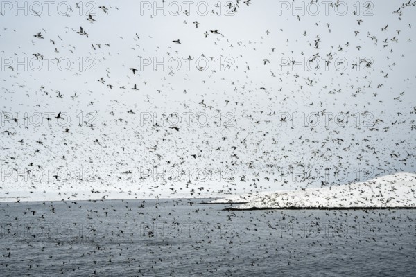 Flock of birds, common guillemots (Uria aalge) in flight, Hornoya Island, Hornøya, Vardø, Varanger