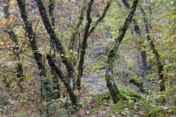 Gnarled and mossy deciduous trees with autumn leaves on a mountain ridge, Moselle,