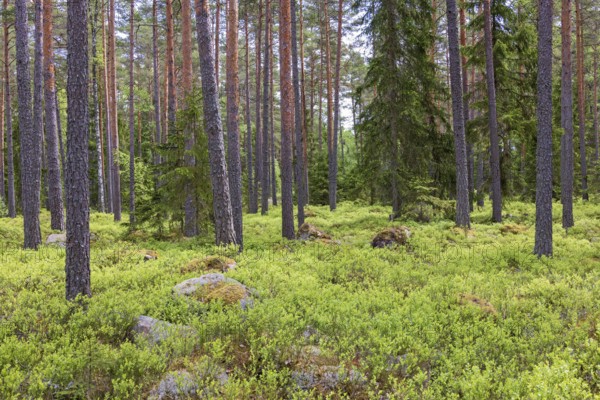 Pine woodland with green blueberry bush on the forest floor in summer