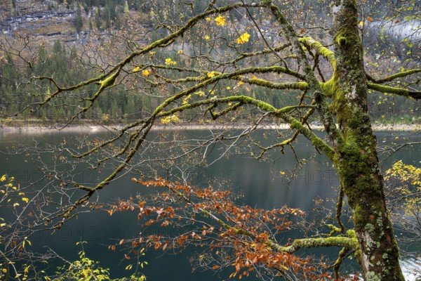 An autumnal maple tree with lots of moss at Lake Gosau. Some leaves in yellow autumn colour on the