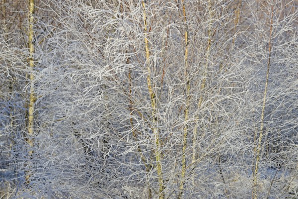 Birches (Betula), branches and twigs with hoarfrost, Arnsberg Forest nature park Park, North