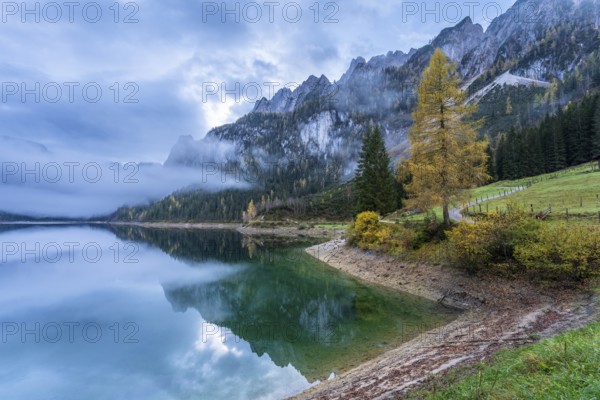 The Vordere Gosausee in autumn with a view of the Gosaukamm. Yellow larch. Cloudy sky, cloudy lake.