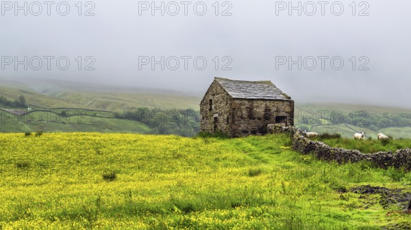 Farms in Yorkshire Dales National Park, North Yorkshire, England, United Kingdom, Europe