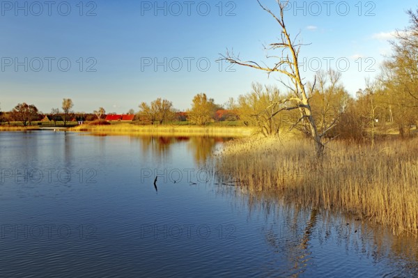 A calm lake with trees and reeds in the evening light under a blue sky, Gartower See, Gartow,