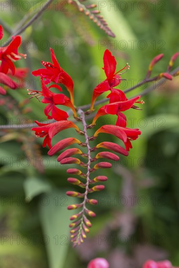 Flower of a garden mombretia (Crocosmia crocosmiliflora), Bavaria, Germany, Europe