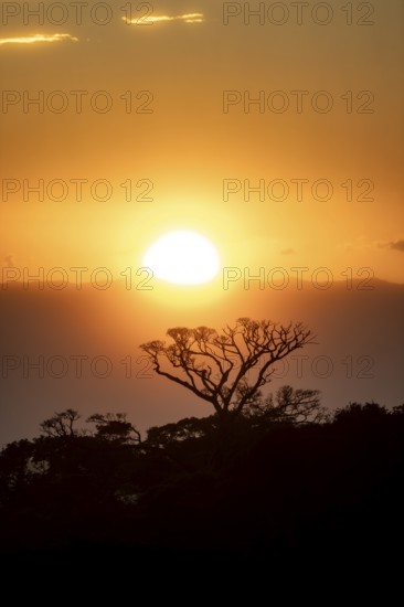 Treetops at sunset, silhouettes against the light, cloud forest, Monte Verde, Puntarenas province,