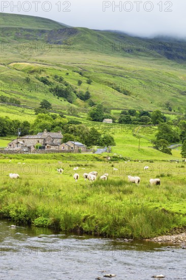 Sheeps and Farms in Yorkshire Dales National Park, North Yorkshire, England, United Kingdom, Europe