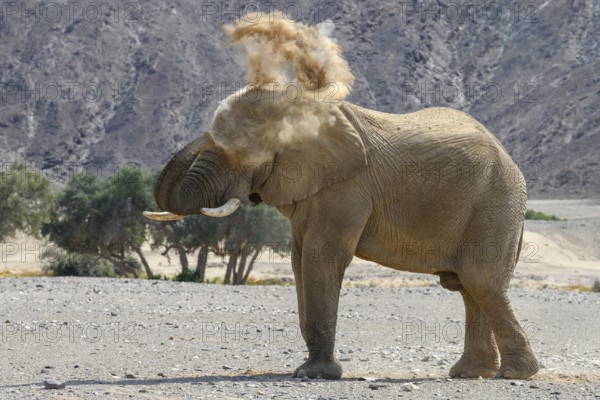 Desert elephant (Loxodonta africana) taking a sand bath in the Hoanib dry river, Kaokoveld, Kunene