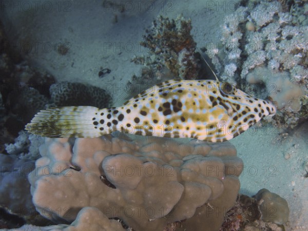 A patterned script filefish (Aluterus scriptus) moves over corals in a sand and water landscape,