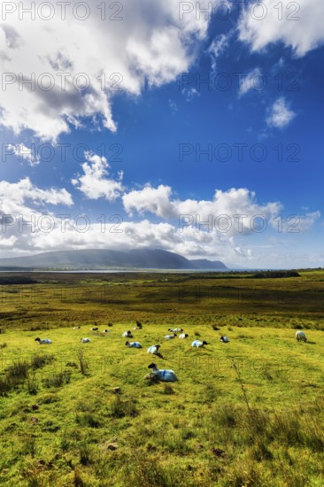 Blue-marked sheep (Ovis aries) in a meadow, coastline on the horizon, Slievemore, Acaill, Achill
