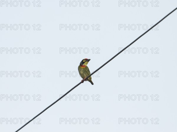 Coppersmith barbet (Psilopogon haemacephalus), Kaeng Krachan National Park, Phetchaburi Province,