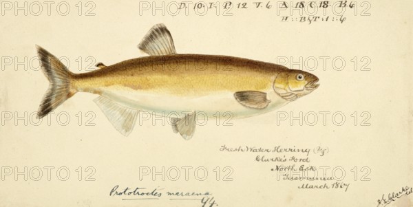 Australian grayling, Prototroctes maraena, Australian grayling, fish, reproduction of an original,