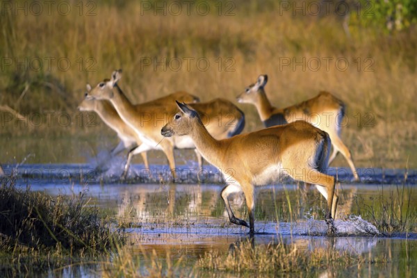 Red hartebeest (Kobus leche) ml, Okavango Delta, Botswana, Okavando Delta, Botswana, Africa