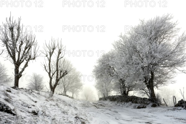 Aubrac plateau. Hedge of trees and path in winter. Lozere department. Occitanie. France