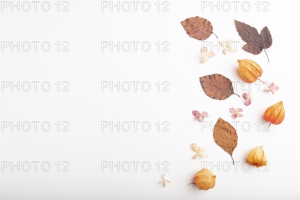 Composition with yellow and brown beech autumn leaves, physalis and hydrangea flowers, mockup on