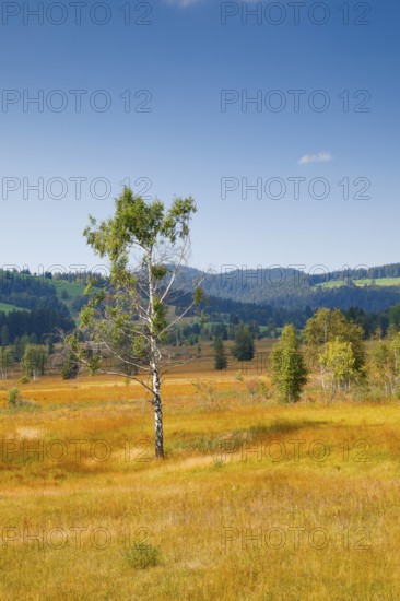View over the Rothenthurm high moor with the Ratenpass and Gotschalkenberg in the background,