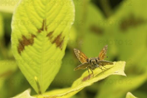 Large skipper butterfly (Ochlodes sylvanus) adult insect resting on a garden plant leaf, Suffolk,