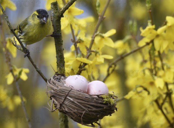 Eurasian siskin (Spinus Spinus) at the Easter egg basket in the Forsythia
