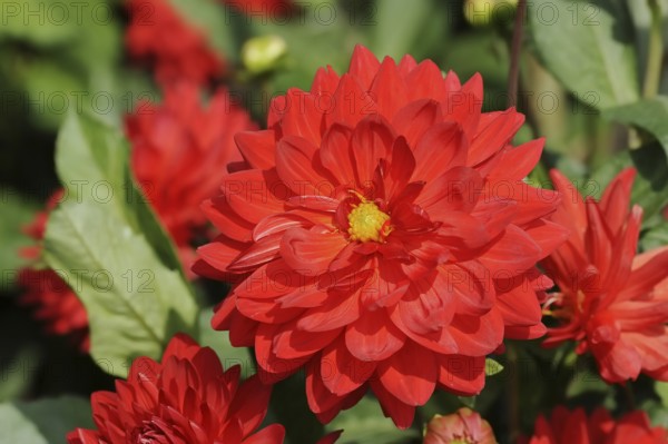 Dahlia 'My Valentine' (Dahlia Hybride), flower, ornamental plant, North Rhine-Westphalia, Germany,
