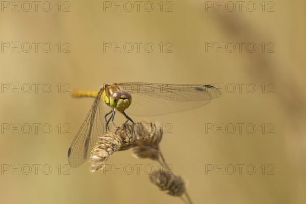Common darter dragonfly (Sympetrum striolatum) adult insect resting on a grass plant seedhead,