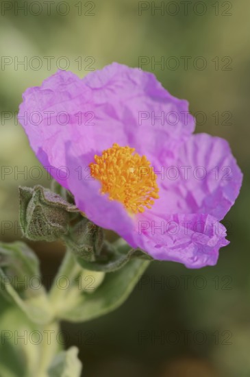 White-leaved rock rose (Cistus albidus), flower, Provence, southern France