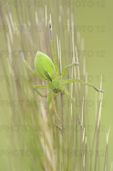 Green huntsman spider (Micrommata virescens), female, Provence, southern France