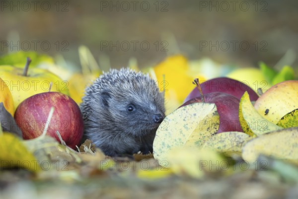 European hedgehog (Erinaceus europaeus) adult animal walking amongst fallen apples in a garden in