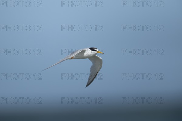 Little tern (Sternula albifrons) adult bird in flight against a blue sky, Suffolk, England, United