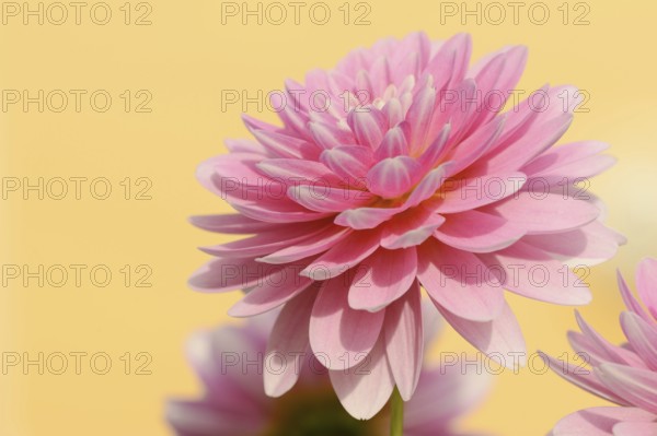 Dahlia (Dahlia Hybride), flower, ornamental plant, North Rhine-Westphalia, Germany, Europe