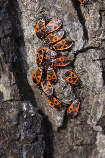 Fire bugs (Pyrrhocoridae) on a tree trunk, Germany, Europe
