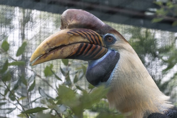 Knobbed hornbill (Aceros cassidix), portrait, Walsrode Bird Park, Lower Saxony, Germany, Europe