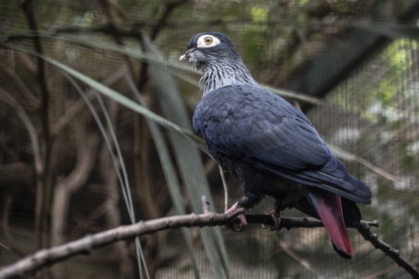 Spectacled imperial pigeon (Ducula perspicillata), Walsrode Bird Park, Lower Saxony, Germany,