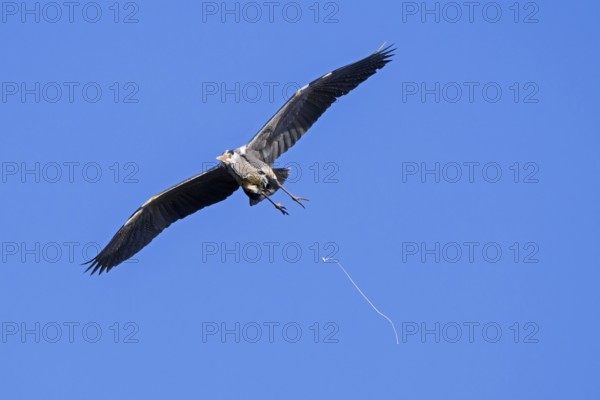 Flying grey heron (Ardea cinerea) pooping, defecating in mid-flight against blue sky