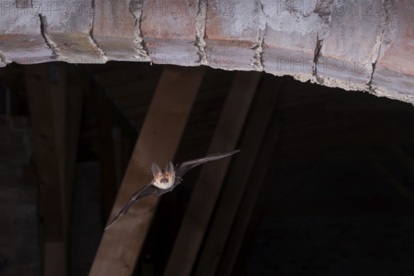 Brown long-eared bat (Plecotus auritus) in flight from its summer quarters, Brandenburg, Germany,