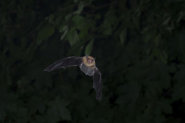 Common pipistrelle (Pipistrellus pipistrellus) hunting insects in front of deciduous forest,