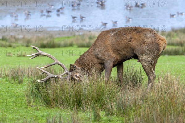 Rutting red deer (Cervus elaphus) stag in grassland rubbing big antlers in tall grass and